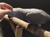 Baby African grey
