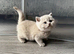 Stunning Lilac Golden Kittens - Tica Registered