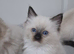 Ragdoll kittens ready now