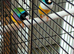 2 male gouldian finch