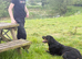 Forever Home Wanted- Gorgeous Rottweiler Girl Luna