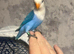 Love bird
