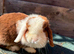 Beautiful rabbits , minilop, continental giant ,Netherland draft