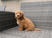 Beautiful fox red cavapoochon pups