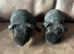 Skinny Pig Boars. Ready Now.