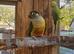 Green check semi tammed breeding pair