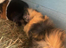 Lovely guinea pigs