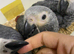 2Males Baby African grey Congo’s