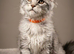 TICA registered Maine coon kittens