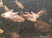 Congo tetra large group