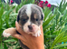 Olde English Bulldogge Puppies Available – Beautiful Colours & Fluffy Gene