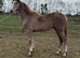 Registered irish draft colt
