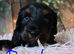 Tibetan Terrier puppies