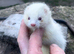 FERRETS available for STUD ONLY