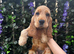 Stunning Golden KC Registered Show Cocker