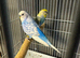Budgies 3 breeding pairs for sale