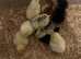 Day old Pekin chicks