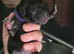 3 girls and 1 boy Paterdale Terriers for sale