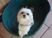 Stunning little Maltese girl puppy