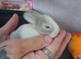Baby mini lops purebred