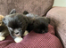 Adorable Lhasa Apso puppies for sale