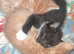 Beautiful female kitten 8 weeks old ready now