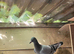 Racing pigeon for sale