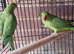 Parrots for sale