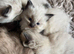 3 Lovely  kittens
