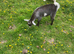 Pygmy Goat Kid For Sale