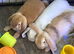 4 Beautiful Pure Mini Lops