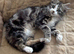 Long haired Tabby kitten 9weeks old Girl for Rehoming