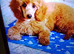 Kc registered miniature poodle, female,5mnths 2weeks old, needs caring,loving home,due to health reasons.