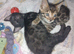 Ready now ....3 Pure bengal babies