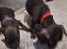 Jack Russell x Patterdale Puppoes