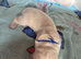Golden retriever pups  only  3 males available  absolutely stunning litter