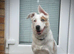 Stryda - 5.5 years, special home needed