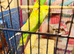 Young and adult budgies