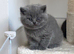 British Shorthair Kittens
