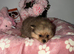Teacup Russian Pomeranian Puppies Available