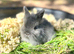 Beautiful mini lionlops *Reserved*
