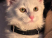 Female kitten