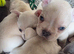 French Bulldog puppies