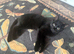Beautiful black cat with full set up
