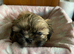 imperial karisishi dobie shih tzus