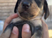 Beautiful baby puppies