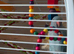 Indian ringneck