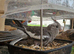 5x cockatiel chicks ready now £90 each