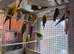 Exhibition Budgerigars for sale