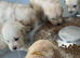 Adorable golden retriever pups